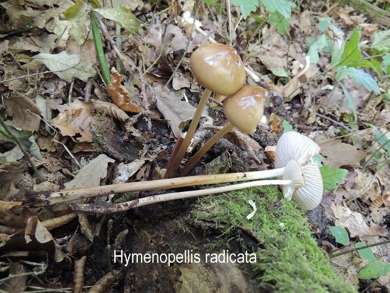 Hymenopellis radicata-amf484.jpg - Hymenopellis radicata - Syn1: Oudemansiella radicata - Syn2: Xerula radicata - Nom français: Collybie radicante